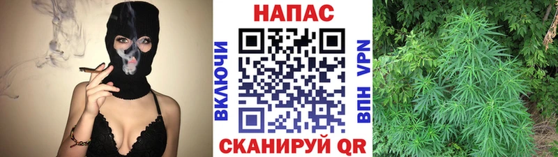 Бошки Шишки семена  закладка  Солнечногорск 
